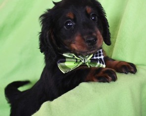 Dachshund Puppy for sale in EPHRATA, PA, USA
