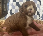 Puppy Buddy Cavapoo