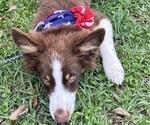 Small #6 Miniature Australian Shepherd