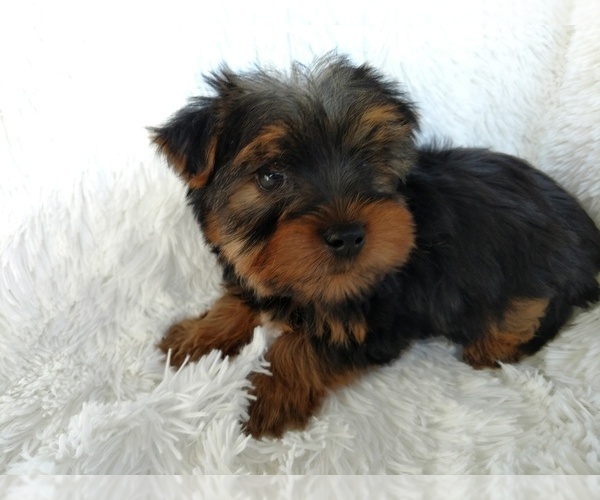 Medium Photo #4 Yorkshire Terrier Puppy For Sale in DOUGLAS, GA, USA