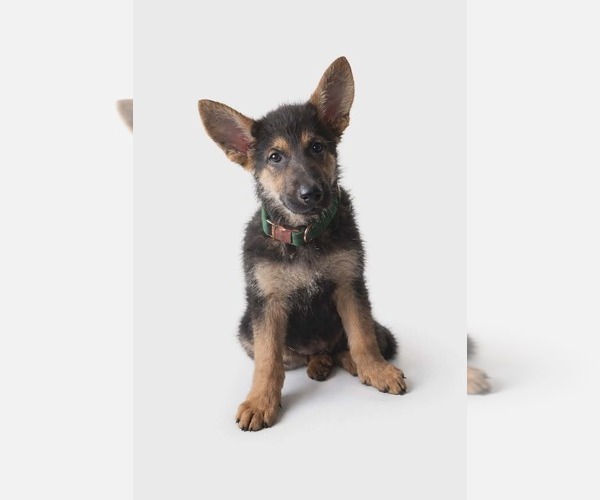 Medium Photo #1 German Shepherd Dog Puppy For Sale in OKLAHOMA CITY, OK, USA