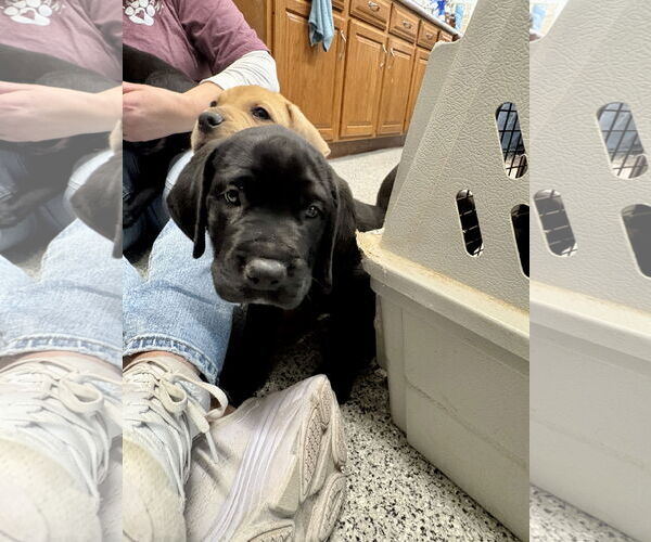 Medium Photo #4 Great Dane-Rottweiler Mix Puppy For Sale in Williamsburg, IA, USA