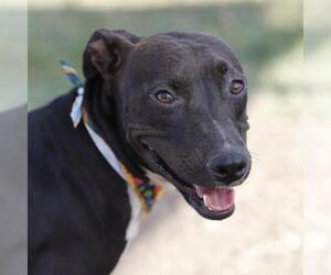 American Staffordshire Terrier-Unknown Mix Dogs for adoption in San Antonio, TX, USA