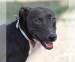 Small American Staffordshire Terrier Mix
