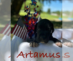 Puppy Artimus Great Dane