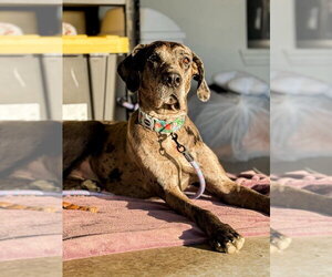 Jayne - Female Great Dane Dog for Adoption - Photo #4