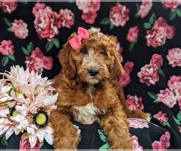Full screen Photo #4 Irish Setter-Poodle (Miniature) Mix Puppy For Sale in BIRD IN HAND, PA, USA