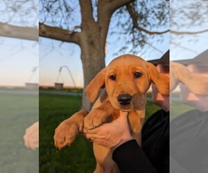 Golden Labrador Puppy for sale in MINONK, IL, USA