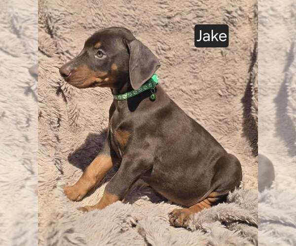 Medium Photo #4 Doberman Pinscher Puppy For Sale in POMEROY, OH, USA