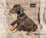 Small #3 Doberman Pinscher