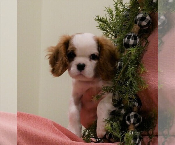 Medium Photo #6 Cavalier King Charles Spaniel Puppy For Sale in SCOTTVILLE, MI, USA