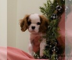 Small Photo #6 Cavalier King Charles Spaniel Puppy For Sale in SCOTTVILLE, MI, USA