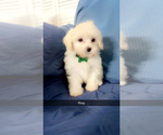 Small Photo #18 Maltipoo (Miniature) Puppy For Sale in HIGH POINT, NC, USA