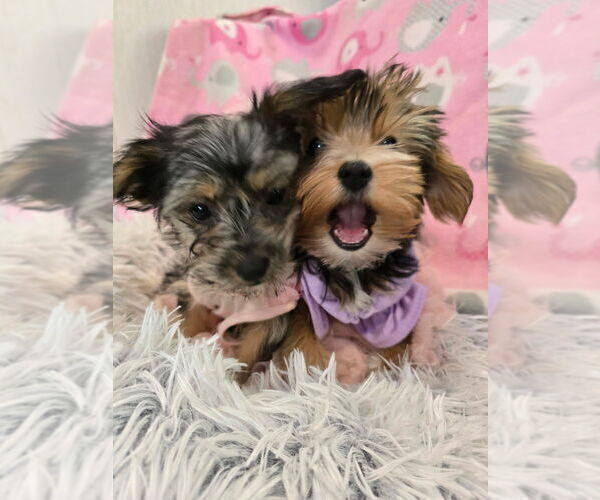 Medium Photo #1 Yorkshire Terrier Puppy For Sale in ALEXANDER CITY, AL, USA