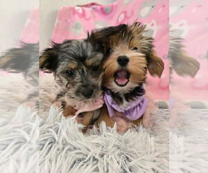 Father of the Yorkshire Terrier puppies born on 01/26/2026