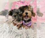 Small Photo #1 Yorkshire Terrier Puppy For Sale in ALEXANDER CITY, AL, USA