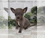 Small #7 Chihuahua