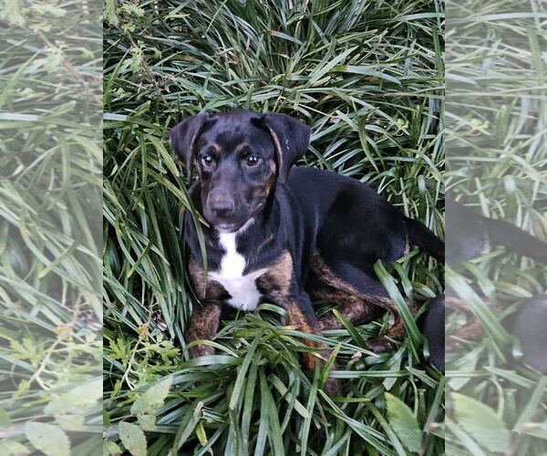 Medium Photo #8 Labrador Retriever-Unknown Mix Puppy For Sale in Thomasville, NC, USA