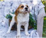 Puppy Chester Puggle