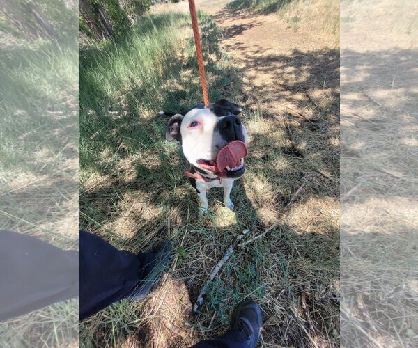 Medium Photo #3 Boxer-Unknown Mix Puppy For Sale in Monte Vista, CO, USA