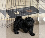 Small #6 ShihPoo