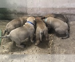 Small Photo #4 Bullmastiff Puppy For Sale in BOMBAY, MN, USA