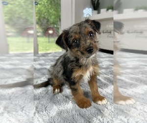 YorkiePoo Puppy for sale in INDIANAPOLIS, IN, USA