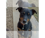 Small #27 Rottweiler