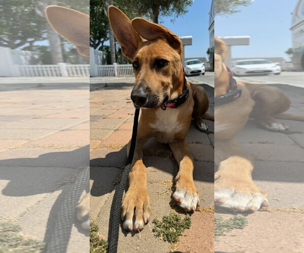 Medium Photo #3 Mutt Puppy For Sale in Newport Beach, CA, USA