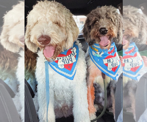 Father of the Aussiedoodle puppies born on 08/19/2026