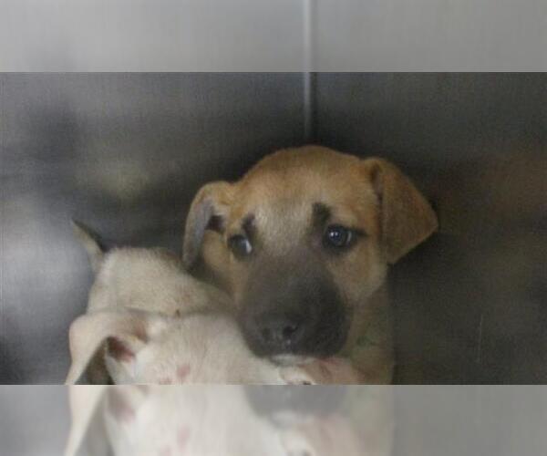 Medium Photo #1 Mutt Puppy For Sale in Oklahoma City, OK, USA