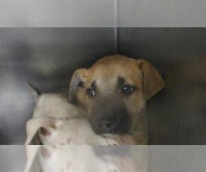 Mutt Dogs for adoption in Oklahoma City, OK, USA