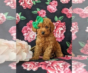 Poodle (Toy) Dog for Adoption in GLEN ROCK, Pennsylvania USA