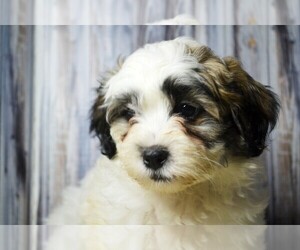Zuchon Puppy for sale in NILES, MI, USA