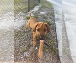 Small Photo #11 Rhodesian Ridgeback Puppy For Sale in TAMPA, FL, USA