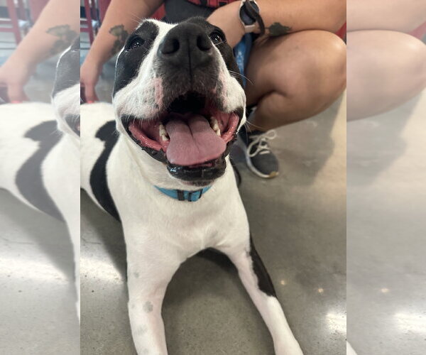 Medium Photo #56 American Pit Bull Terrier Puppy For Sale in Germantown, OH, USA