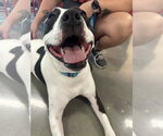 Small #55 American Pit Bull Terrier