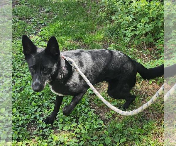Medium Photo #2 Border Collie-Unknown Mix Puppy For Sale in Plover, WI, USA