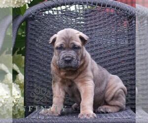 Cane Corso Puppy for sale in LANCASTER, PA, USA