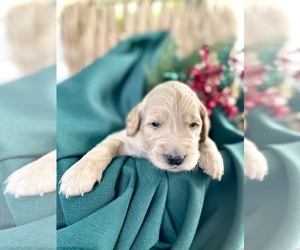 Goldendoodle Puppy for sale in EVANS, GA, USA