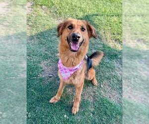 German Shepherd Dog-Unknown Mix Dogs for adoption in McKinney, TX, USA