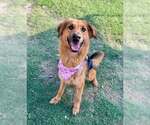 Chloe - Female German Shepherd Dog-Unknown Mix Dog for Adoption - Small photo