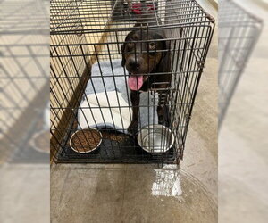 Pointer-Unknown Mix Dogs for adoption in Texas City, TX, USA