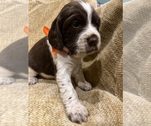 English Springer Spaniel Puppy for sale in JEANNETTE, PA, USA