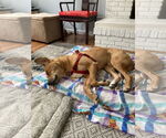 Small Photo #13 Labrador Retriever-Unknown Mix Puppy For Sale in Oakhurst, NJ, USA