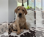 Small Photo #4 Labrador Retriever Puppy For Sale in ROCKLIN, CA, USA