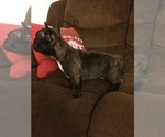Small Photo #9 French Bulldog Puppy For Sale in MEADVILLE, PA, USA