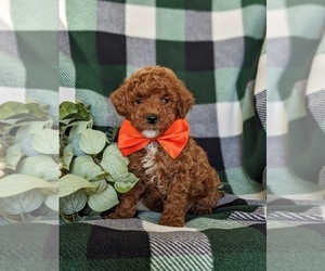 Poodle (Miniature) Puppy for sale in NEW HOLLAND, PA, USA