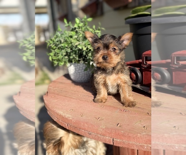 Medium Photo #6 Yorkshire Terrier Puppy For Sale in MADERA, CA, USA