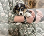Small Photo #20 Pembroke Welsh Corgi Puppy For Sale in ROCK VALLEY, IA, USA